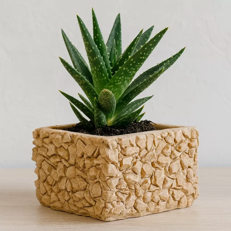Zielony sukulent (aloes) o mięsistych, kropkowanych liściach z ząbkowanymi brzegami, posadzony w prostokątnej gipsowej osłonce stylizowanej na  kamień. Ustawiony na jasnym drewnie, idealny do dekoracji wnętrz w stylu naturalnym.