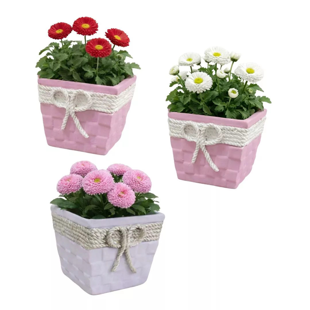 Stokrotki w doniczce